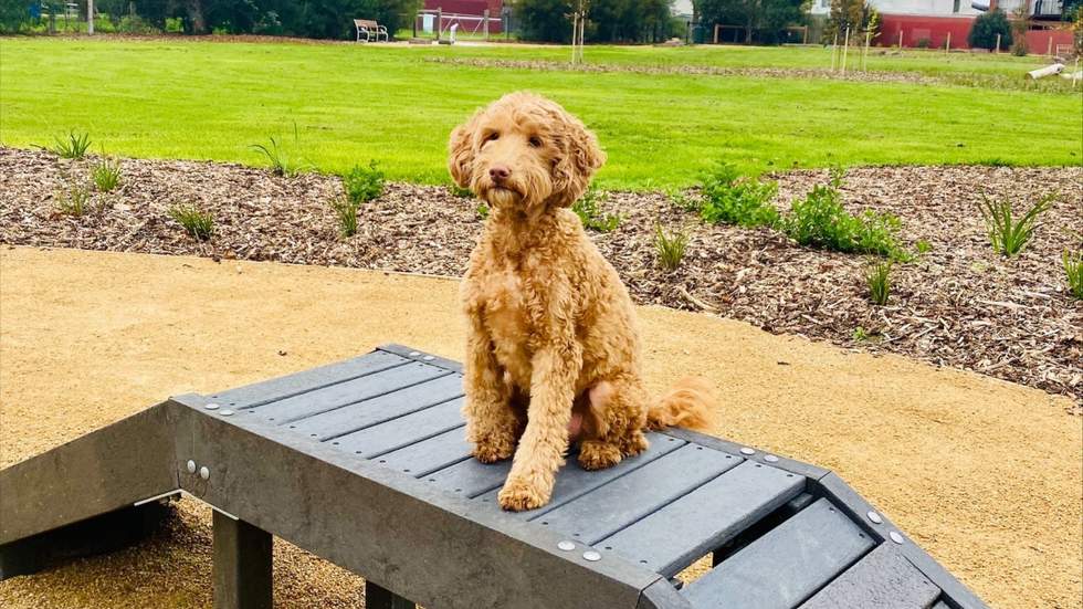 Dog sitting on agility bridge in park.