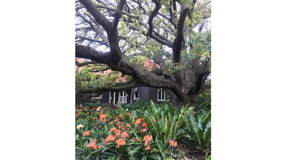 A large tree with wide spreading branches in a lush green garden with flowers and a house in the background. 