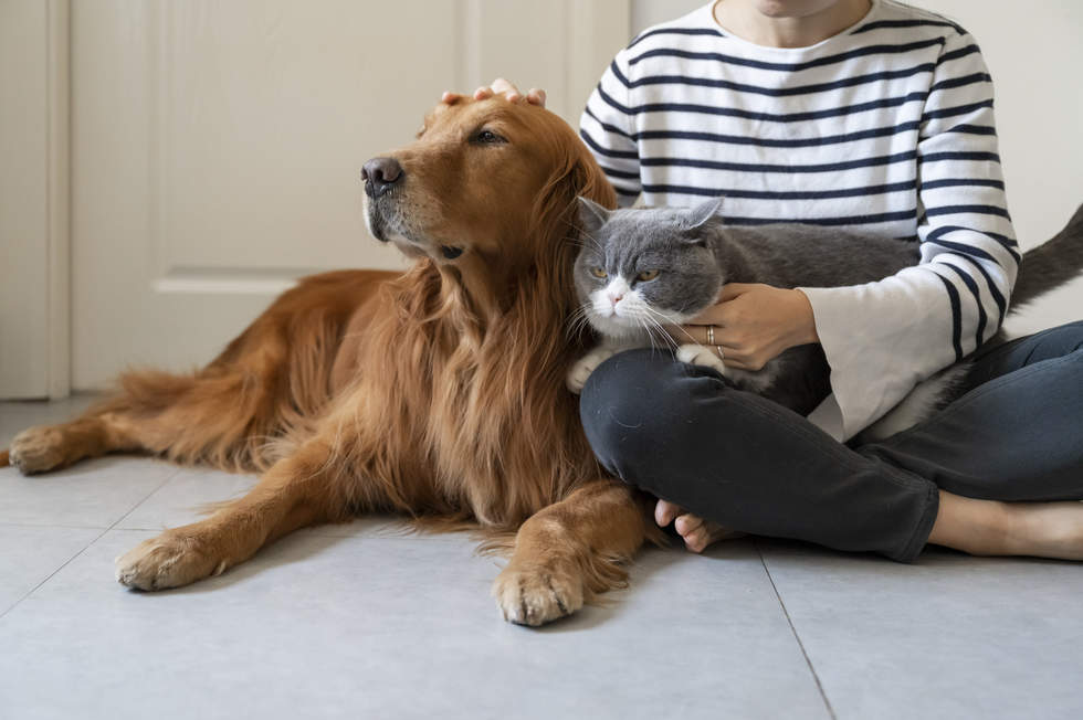 Woman with golden retriever dog and cat