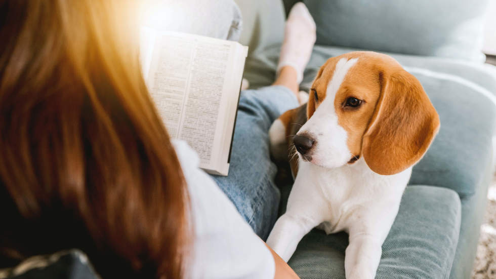 Lady reading book with dog on the couch