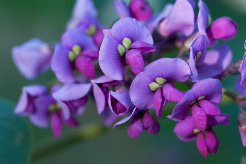 Image of Hardenbergia violacea in flower with bright purple petals 