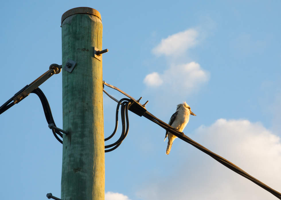 Kookaburra sitting on a powerline connected to a tall powerpole