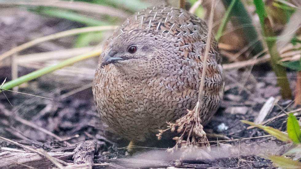 A Brown Quail sitting on the ground.