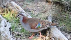 photo of bronzewing pigeon, bird indigenous to and unique in Bayside