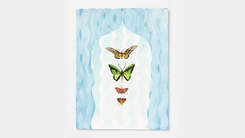 Gouache and ink on cotton rag featuring four butterflies on a blue background.
