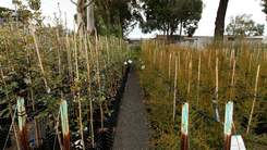 A path with tows of new trees waiting to be planted either side.