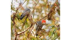 Three Gang Gang cockatoos in a tree