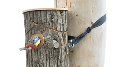 Rosella exiting nest box attached to tree