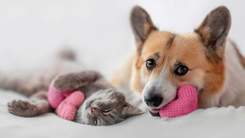A cute grey kitten and corgi dog playing with knitted toys.