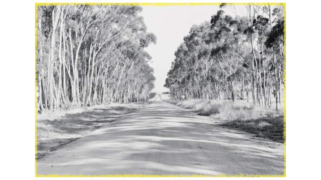 Black and white photo of a tree lined dirt road. 