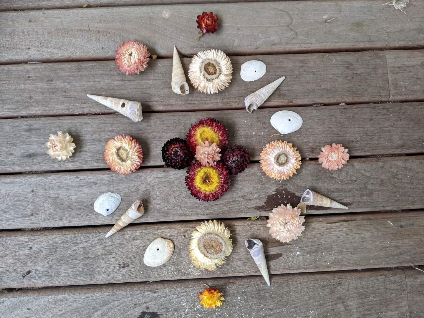 Nature mandala made from shells and flowers.