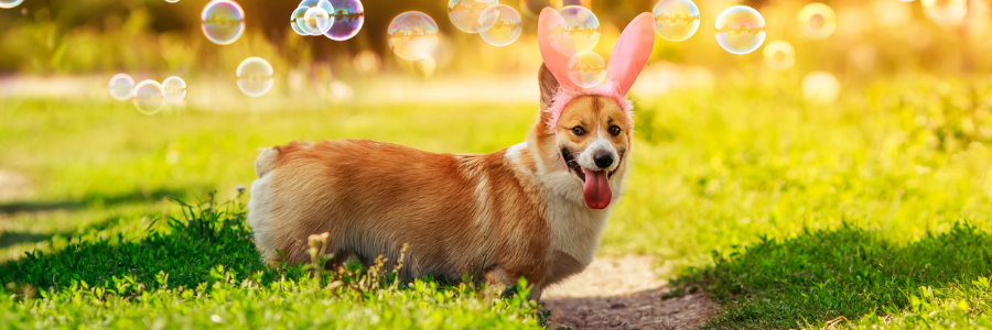 A corgi dog with rabbit ears with bubbles