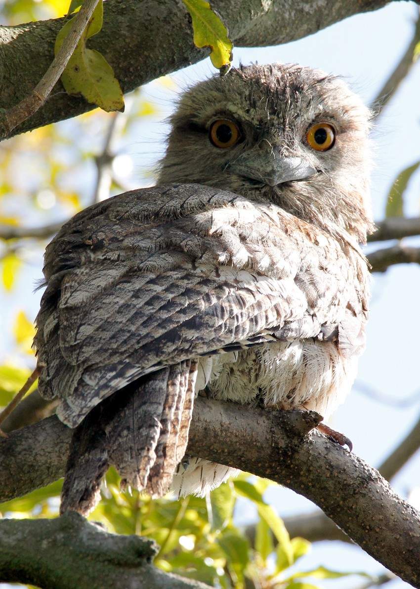 Tawny frogmouth owl
