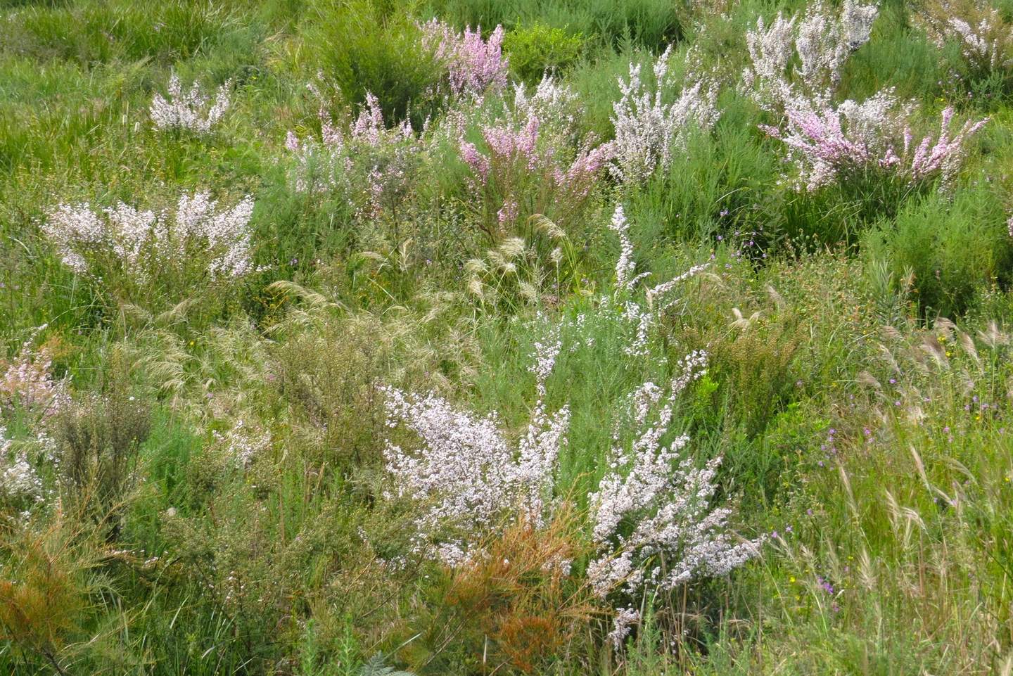 Beautiful bushland at Heathland Sanctuary in greens and pastel purples/pinks
