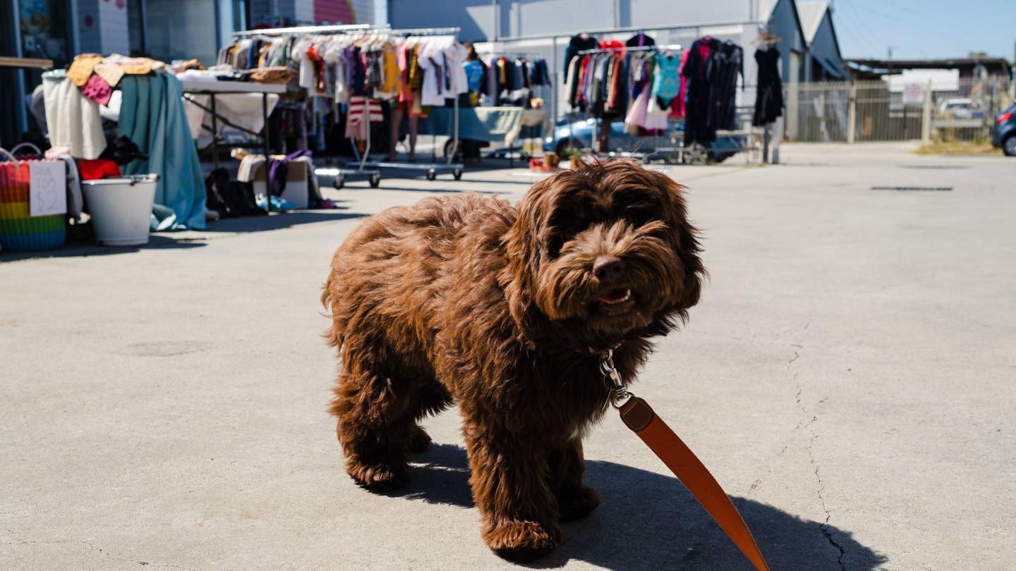 Dog at garage sale trail