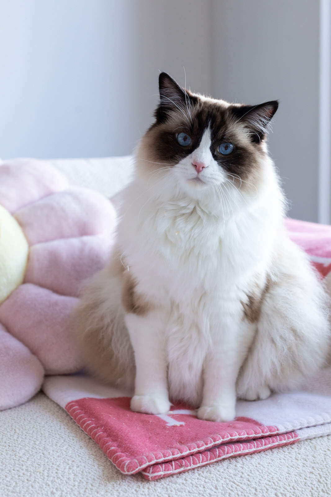 cute ragdoll cat sitting on pink and white blanket looking at the camera with piercing blue eyes