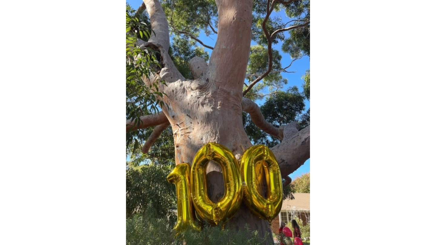 A tree with number 100 balloon 
