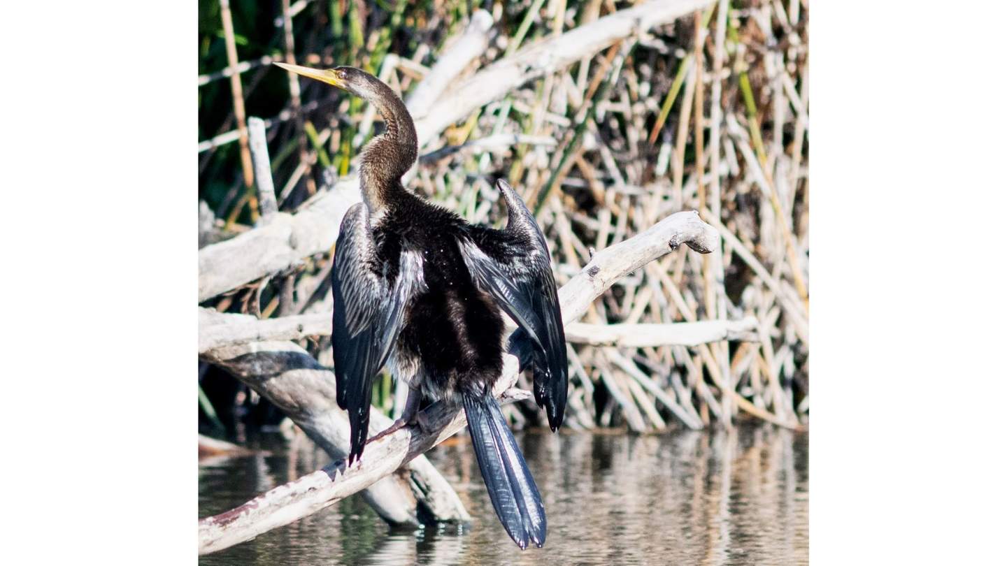 An Australian Darter bird sun bathing at the chain of ponds.