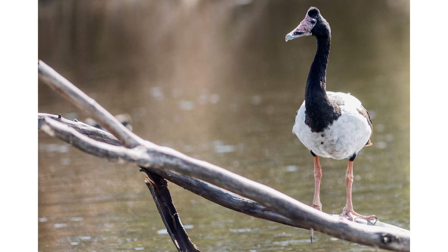 A magpie goose on a stick in the water.
