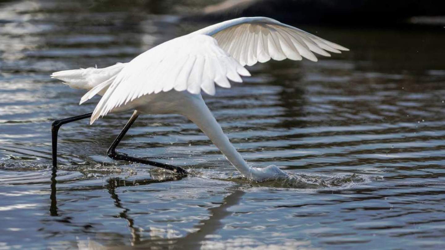 Great Egret fishing in the pond