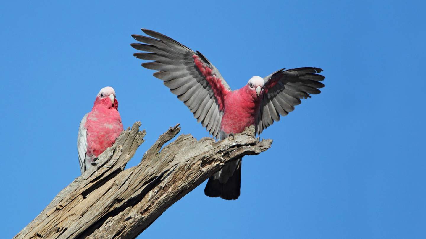 two galahs on a branch