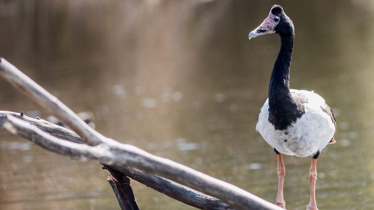 Magpie Goose standing on a branch in the pond.