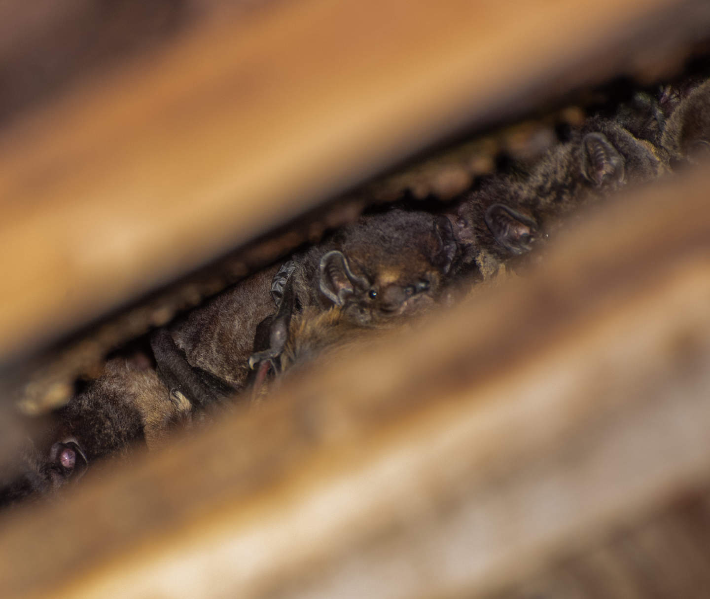 Gould's Wattle Bats enjoying their nest box