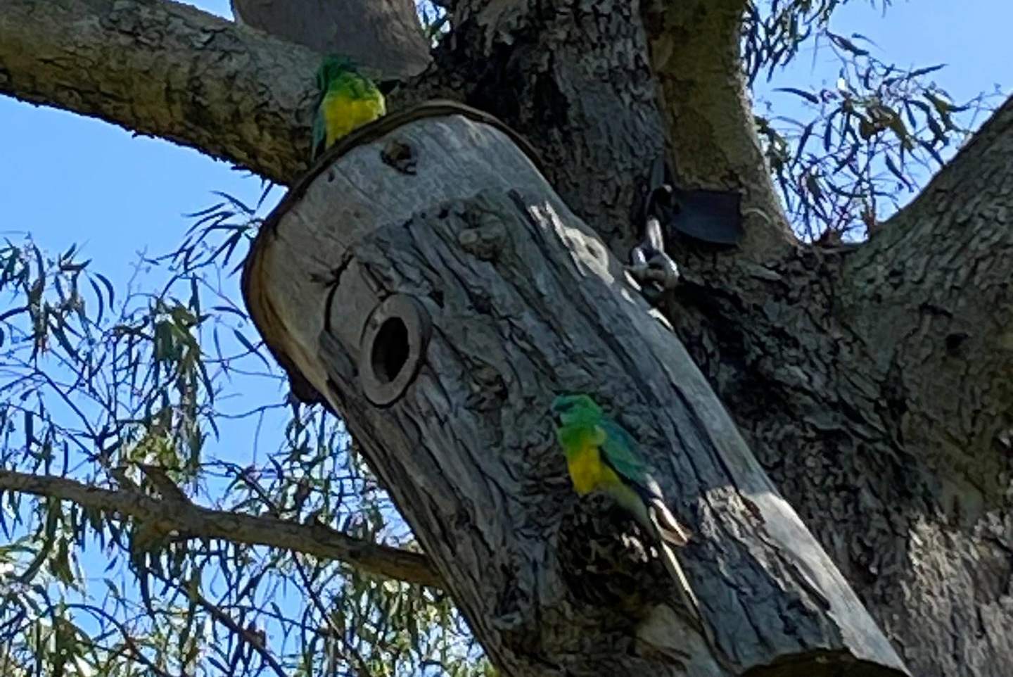 Yalukit William reserve birds in a nesting box