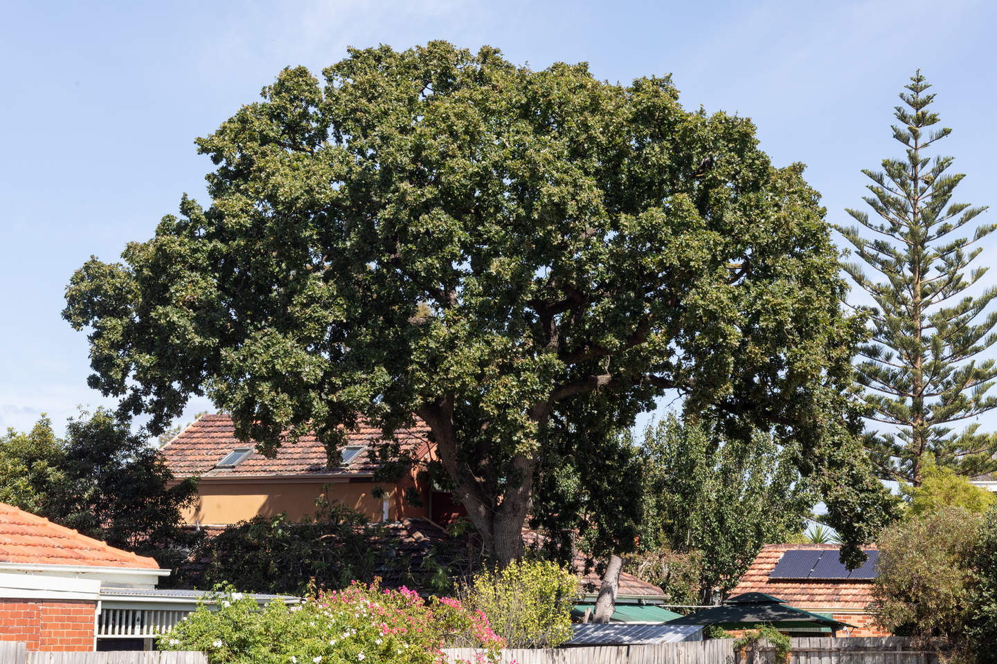 Enormous oak tree with spreading canopy in a back garden