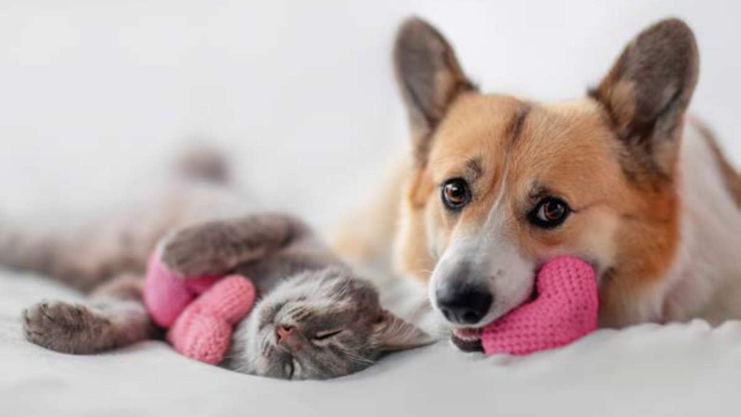A cute grey kitten and corgi dog playing with knitted toys.