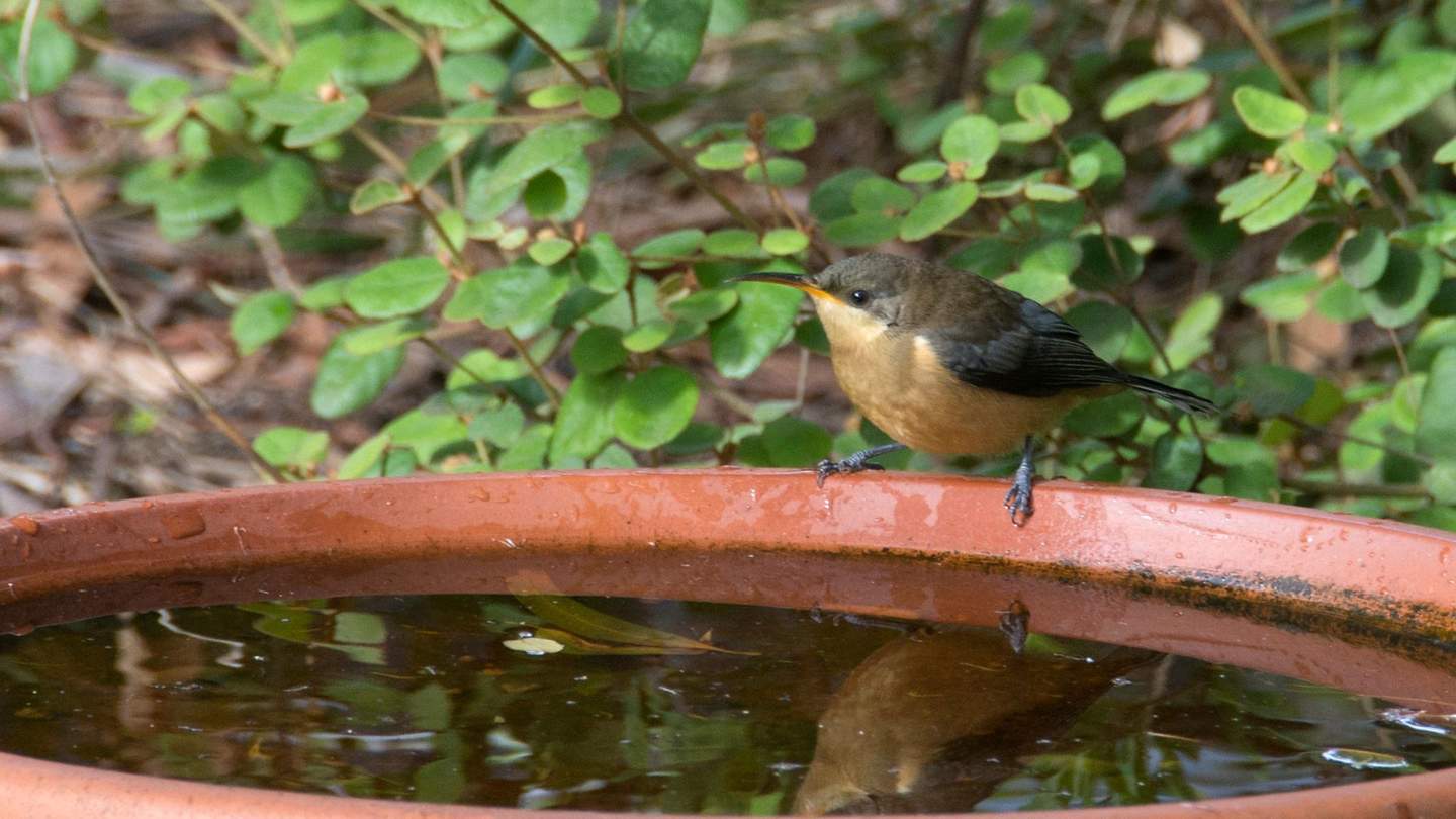 Eastern spine bill bird on a garden water bowl.