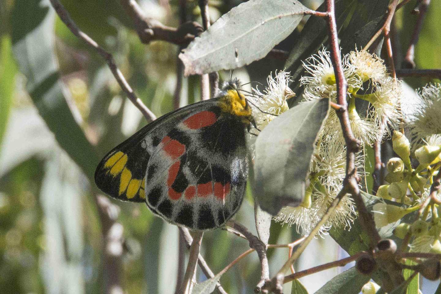 Close up of Jezebel butterfly on gum flowers 