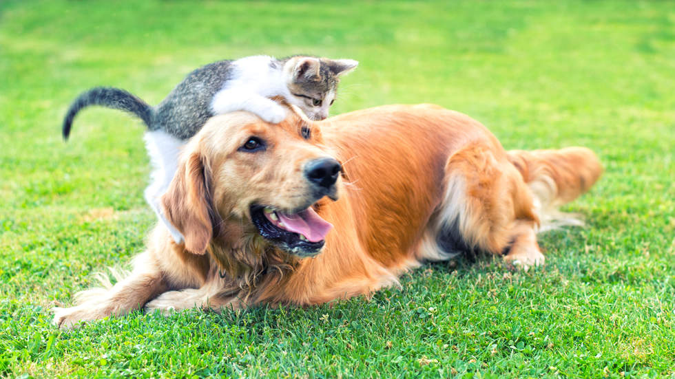 Golden retriever dog and a kitten on its head on grass