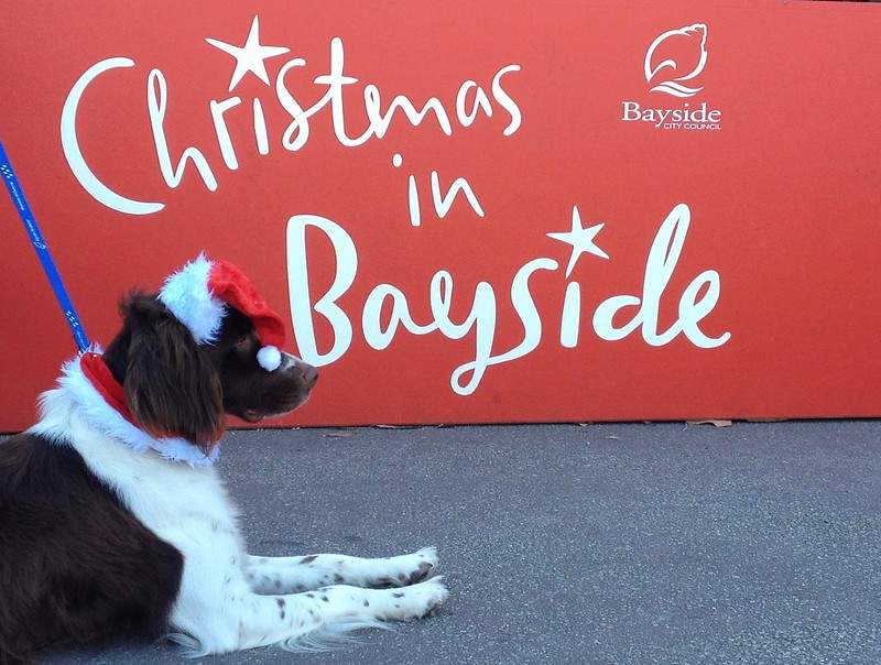 Dog wearing Santa hat in front of Christmas in Bayside sign