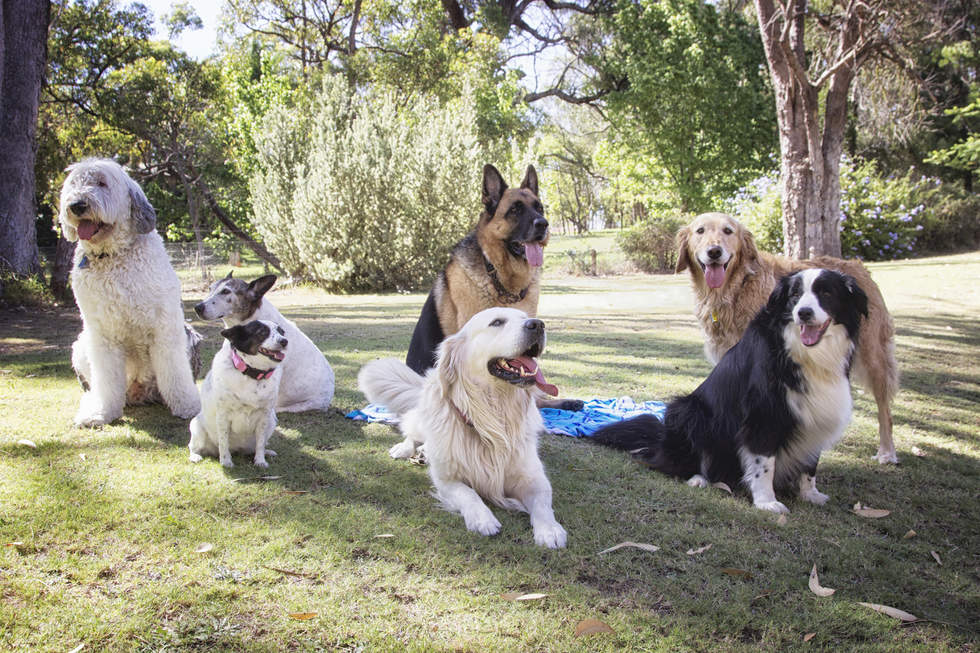 Six different dogs sitting in a park