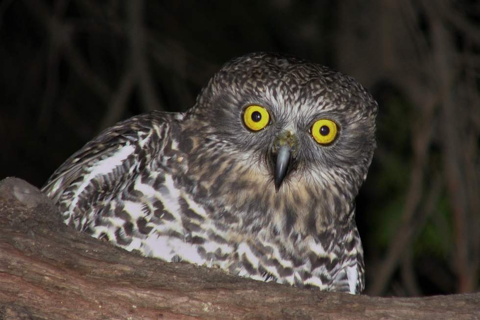 Powerful owl at night