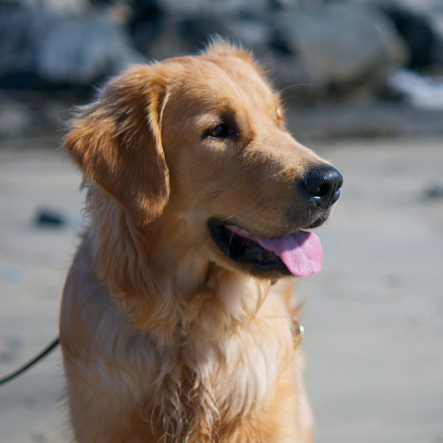 Golden doggo on the beach with his tongue out