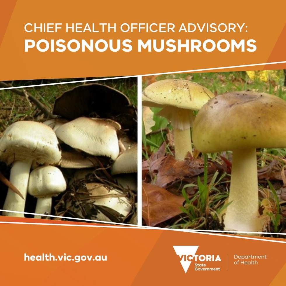 Poisonous mushrooms are currently growing in Victoria