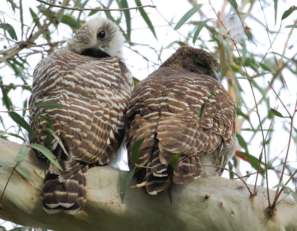 Powerful owls sitting on a tree branch surrounded by leaves