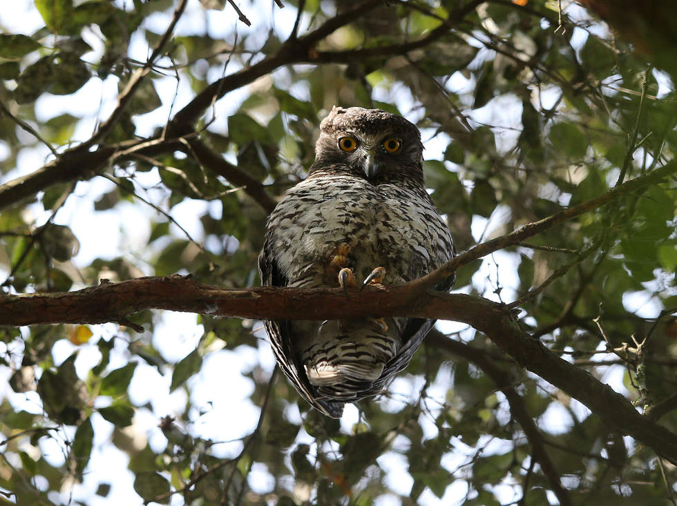 Powerful owl sitting on tree branch looking down towards the camera