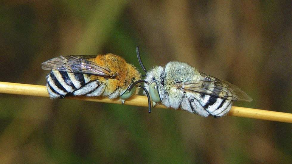 Two Blue banded bees on a stick