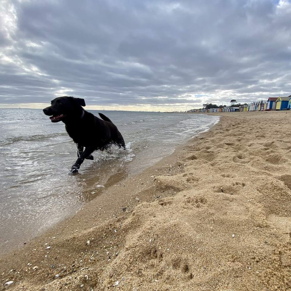 Dog on beach with beach huts
