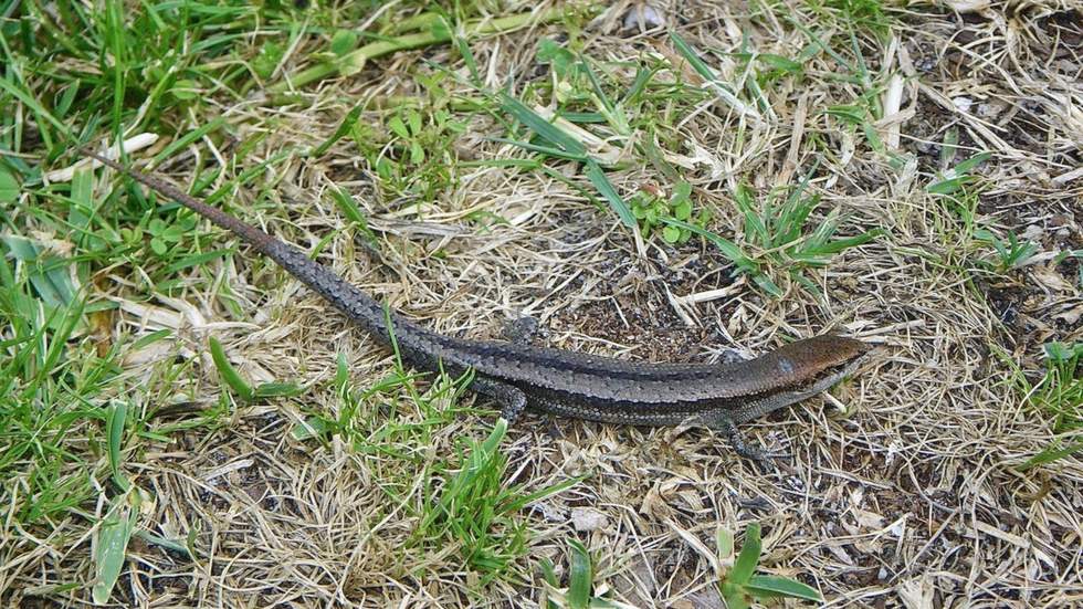 A common garden skink on the grass