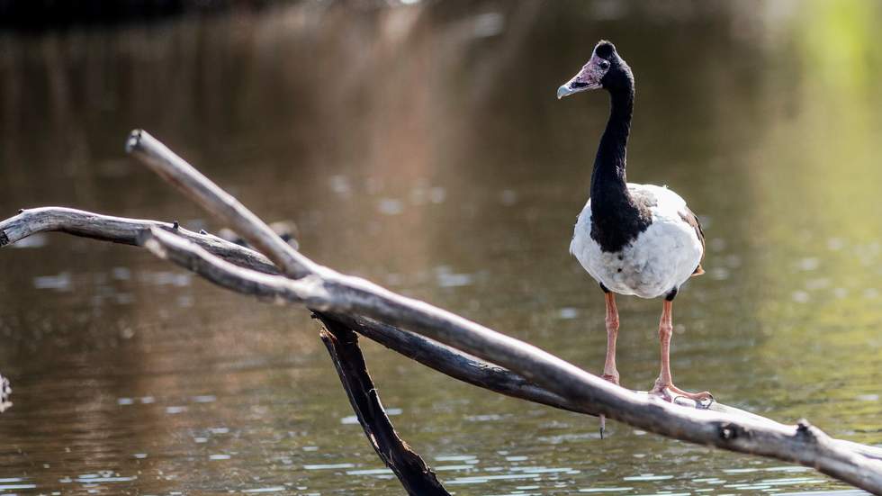 Magpie goose on a perch in the water