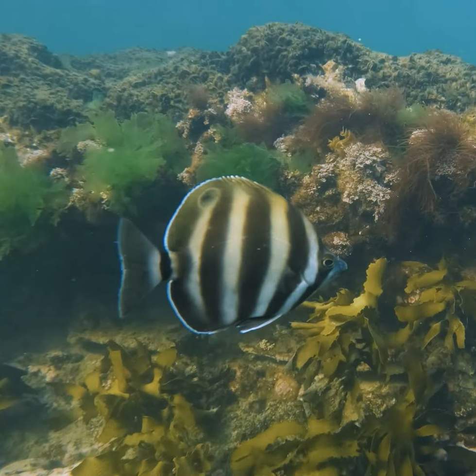 Black and white striped fishy in the sea