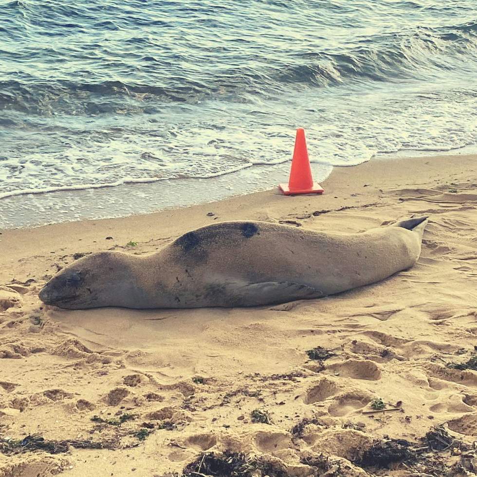 A leopard seal on the sand with witches hat / cone in the background