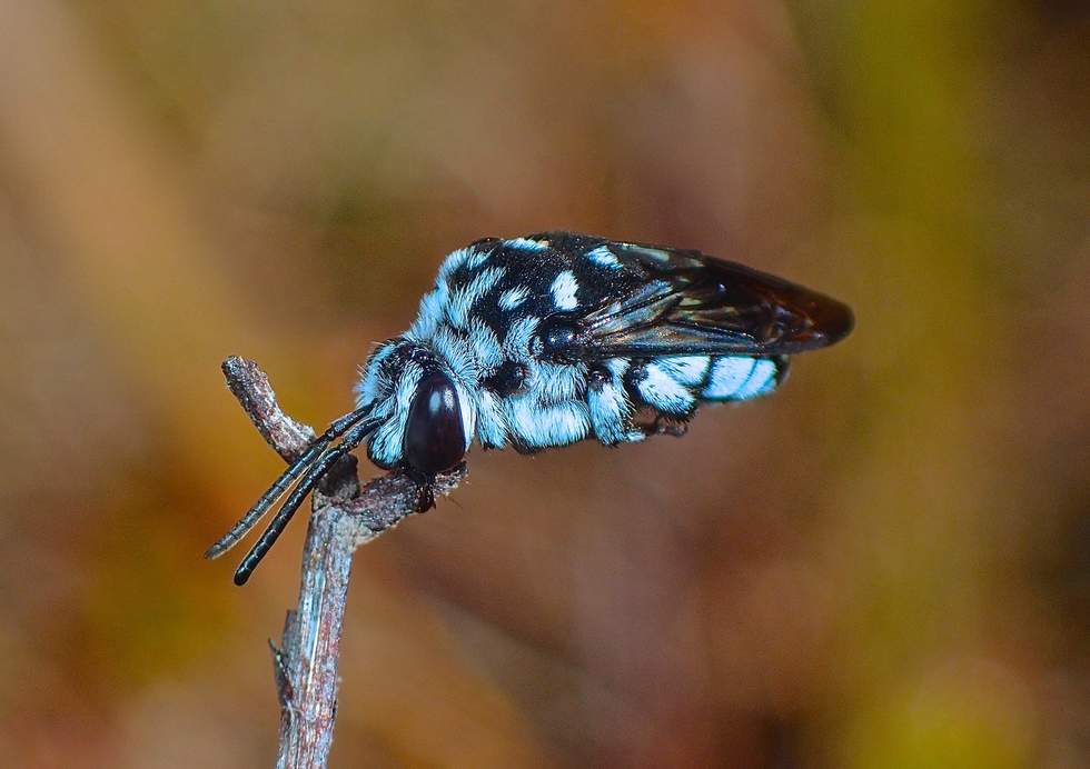 The Blue Chequered Cuckoo Bee, adorned with stunning iridescent blue and black colours. Photographer, John Eichler, skillfully frames the bee as it delicately rests on a small twig.