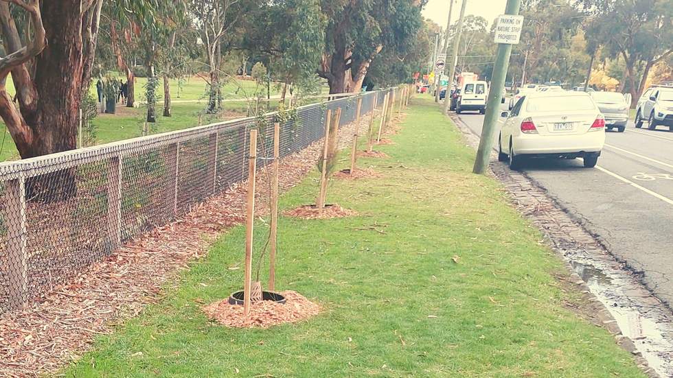 A row of newly planted trees on a grass verge next to a park.
