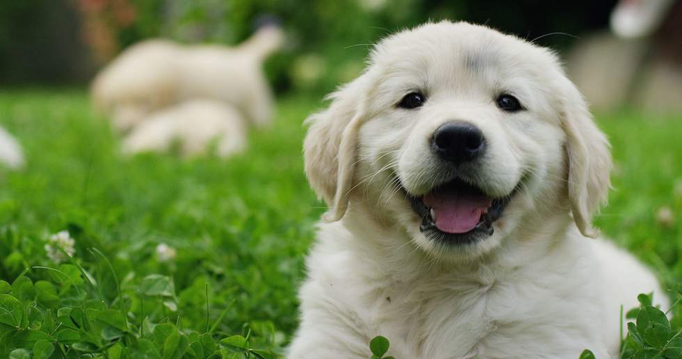 Happy golden retriever puppy lying on bright green grass