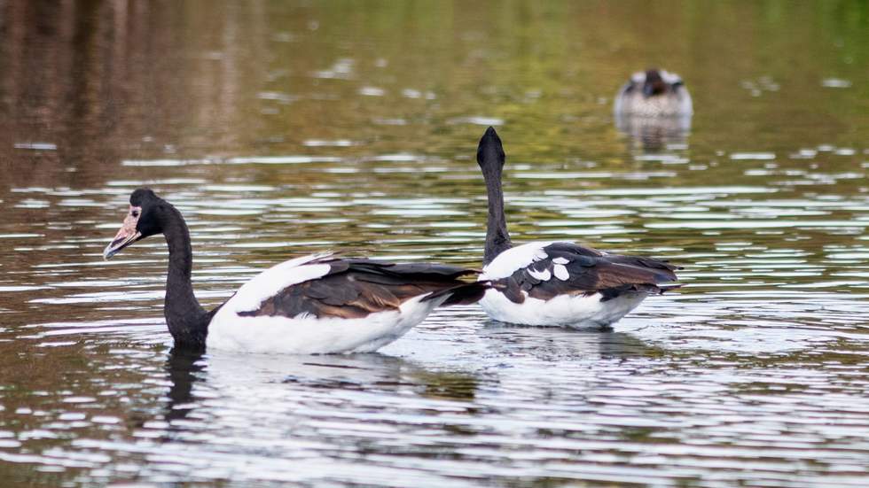 Two Magpir Goose on the water